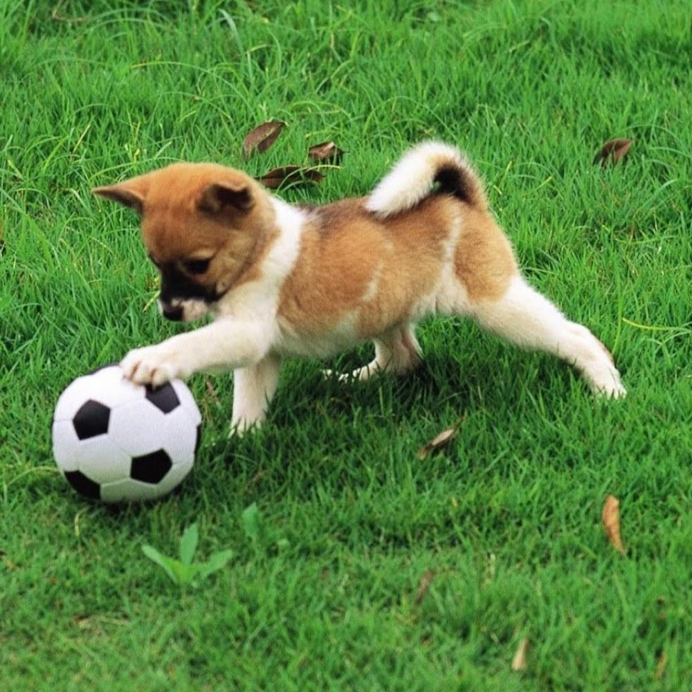 Meet your Posher, Beatrice